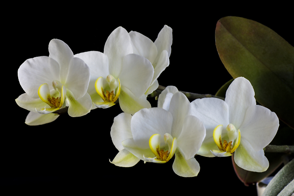 Orchid