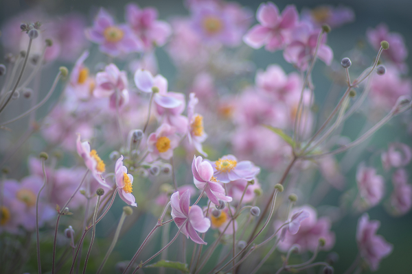 Pastel Machair