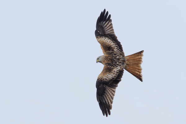 Red Kite (Milvus milvus)