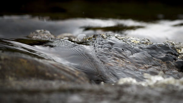 Ripples
