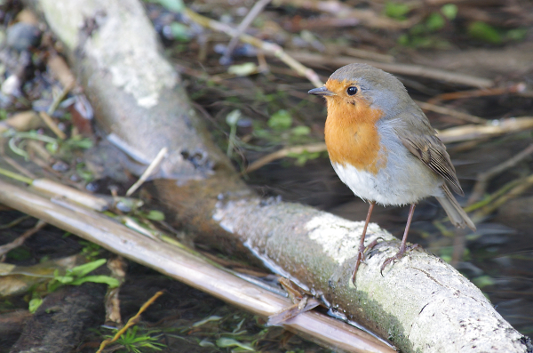 River Robin