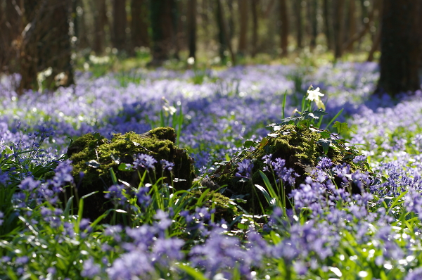 Spring in the Woods