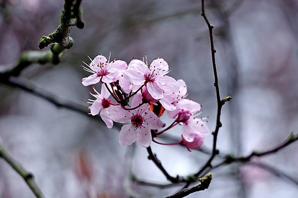 Winter flowering cherry