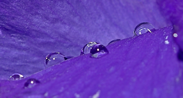 Winter pansy, *istD and a hand held flash