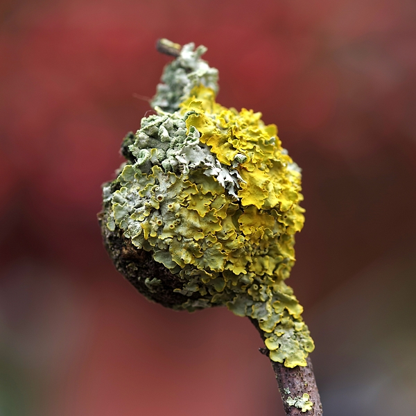 Portrait of a rose hip