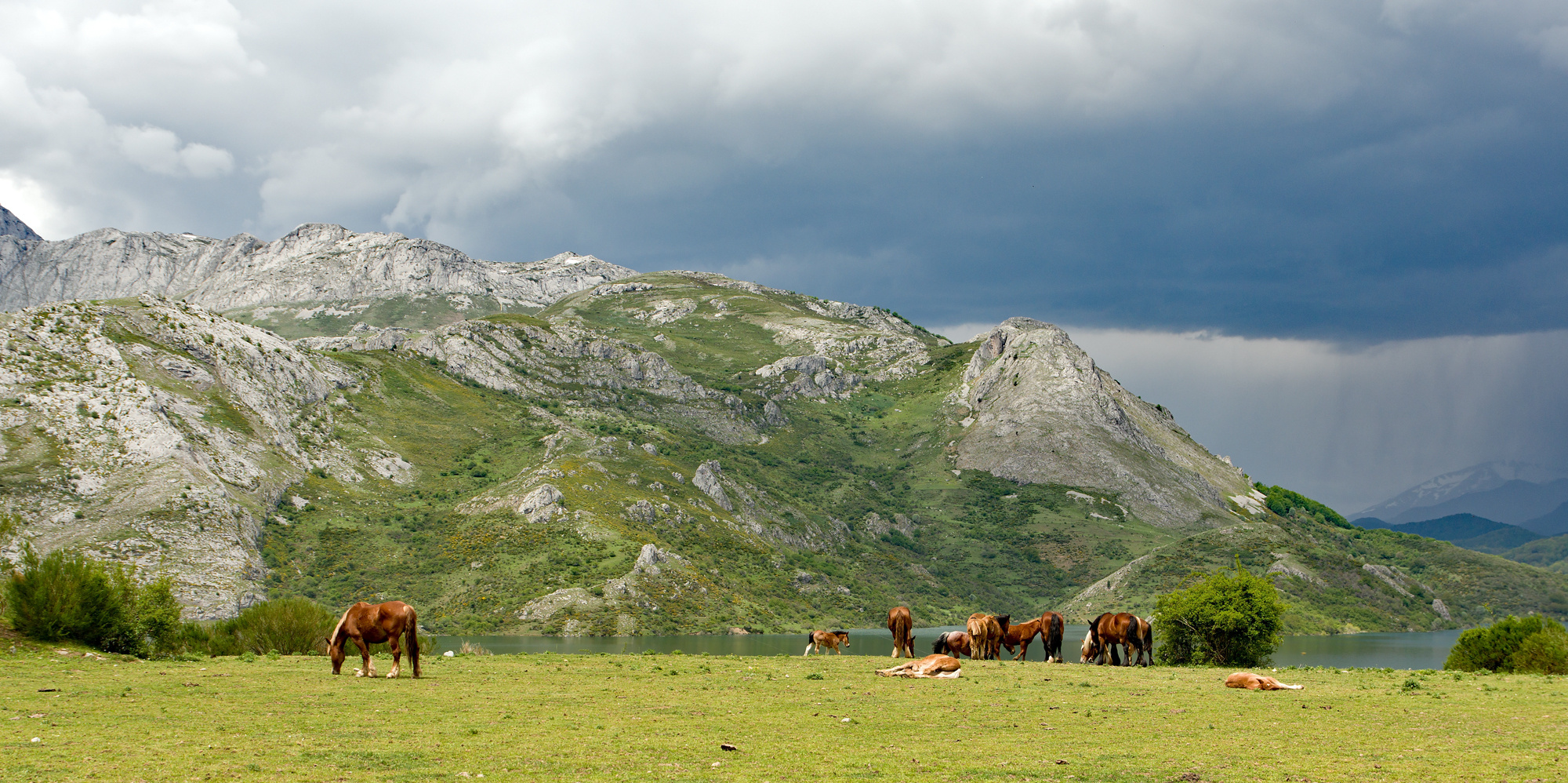 Horses in the Cantabrian Mountains