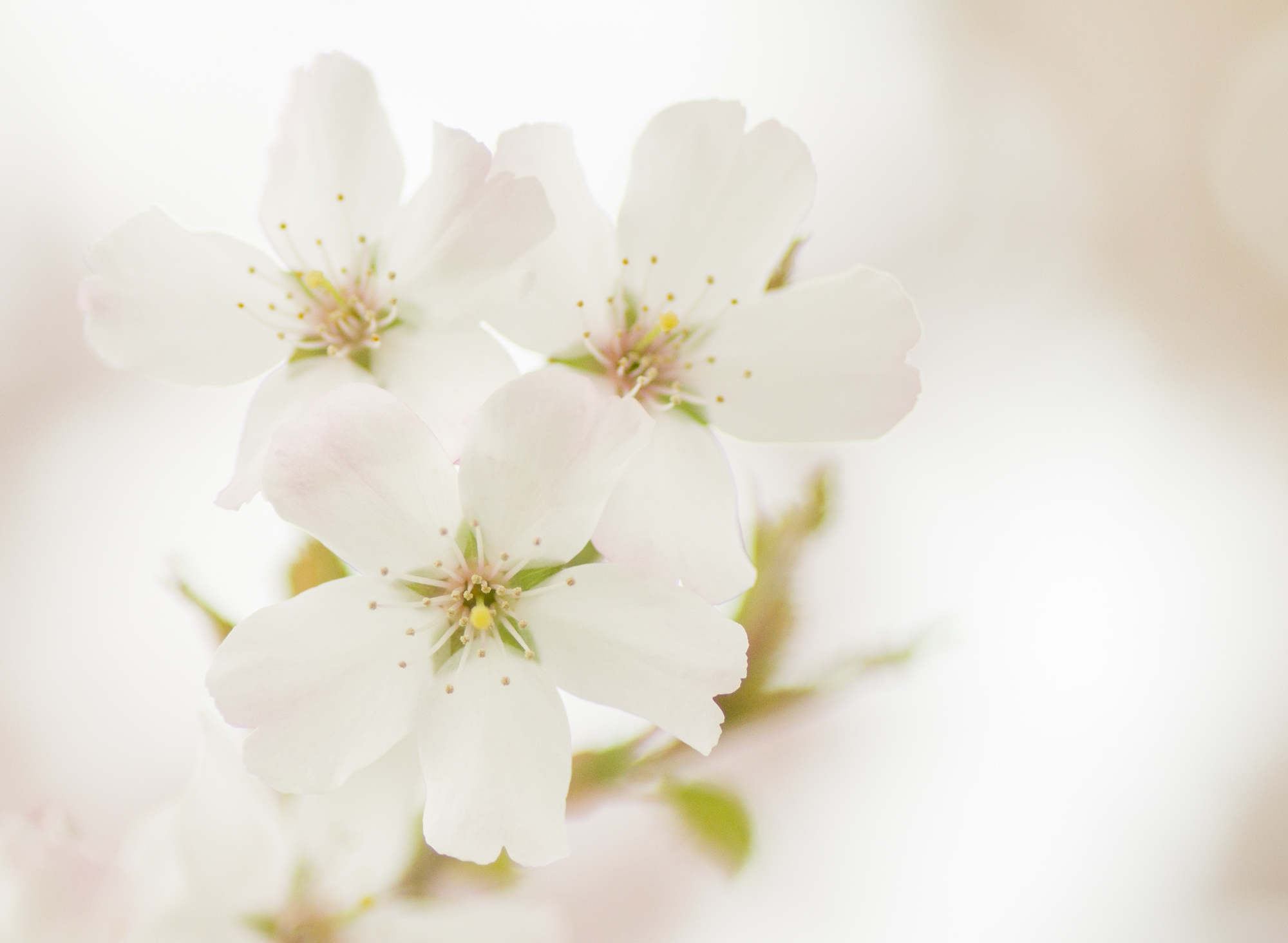 Springtime.