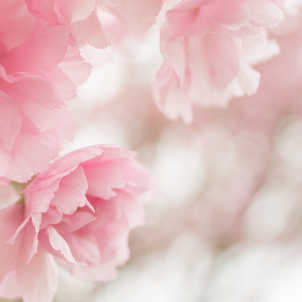 A touch of pink.