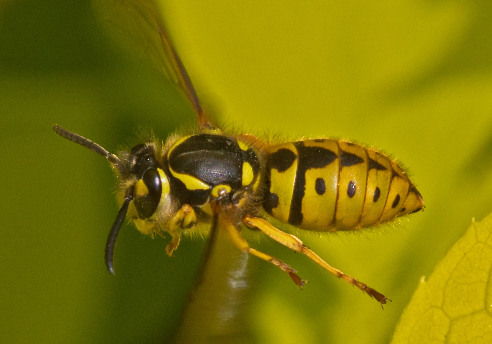 Queen Tree Wasp