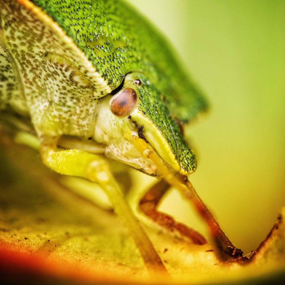 Shield bug