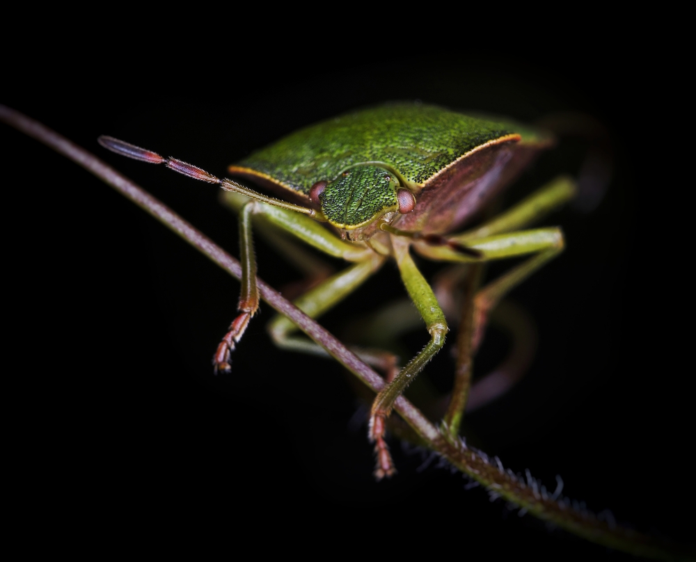 Shield bug