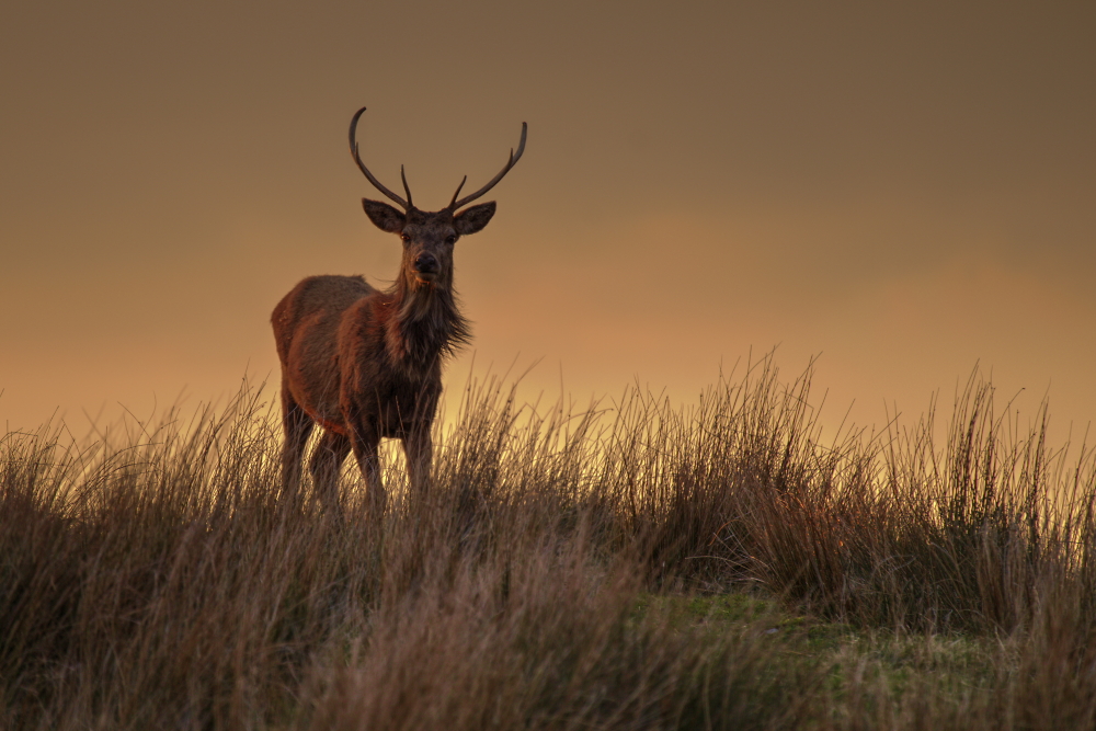 Stag on Glen Loth