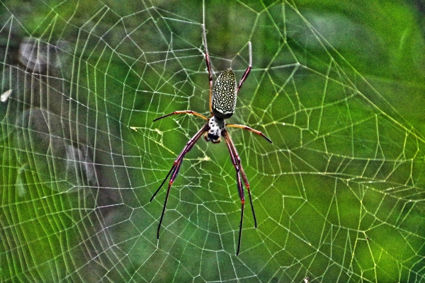 A detail from Brazil