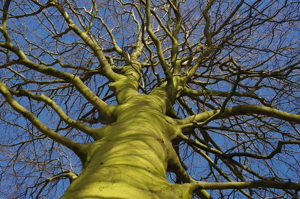 A Very Green Tree