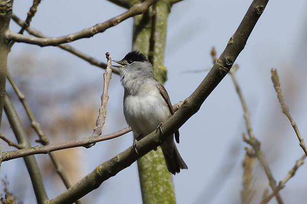 Blackcap Singing