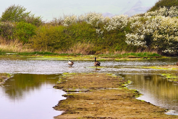 Canada Geese