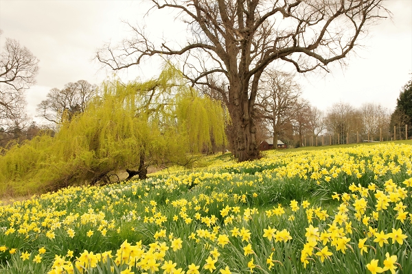 Daffs!!