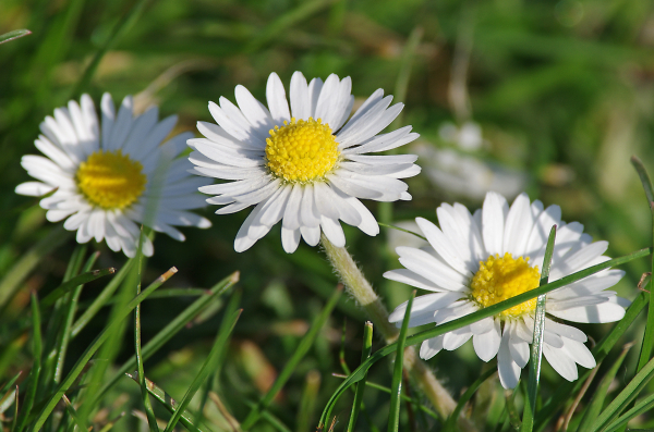 Daisy Trilogy