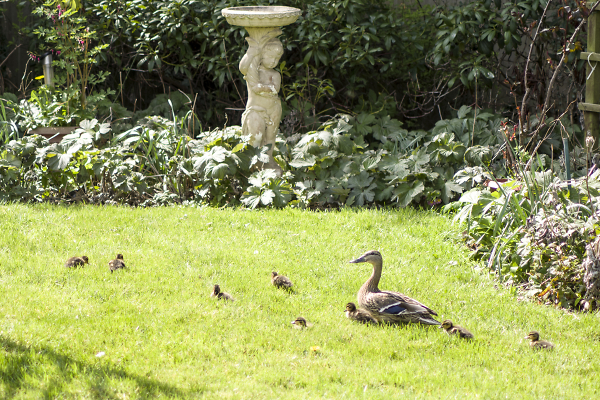 Ducks in the garden.