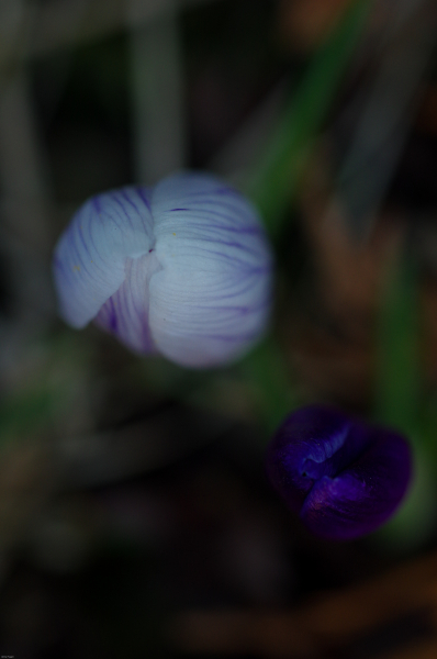 Flower popping up