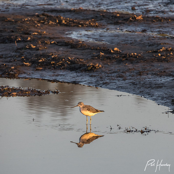 Greenshank - Hackney Marsh