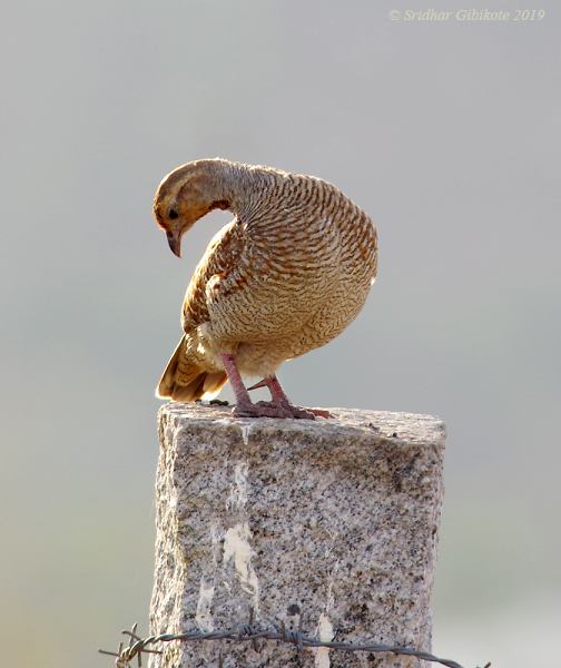 Grey francolin