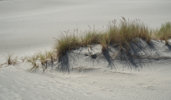 mini dune
