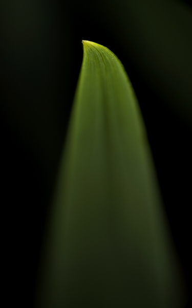 Minimal in green