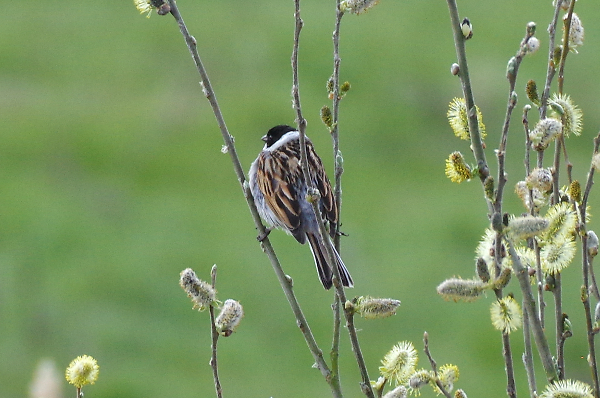 Reed Bunting Norfolk Broads