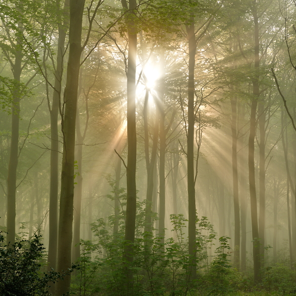 sunburst