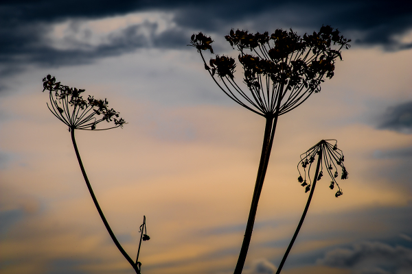 Sunrise Silhouette