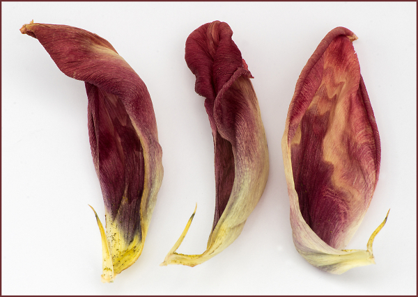 Three Tulip Petals