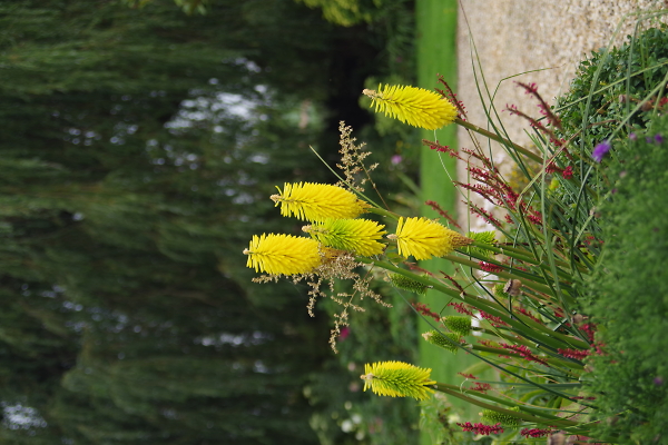Yellow spiked flowers