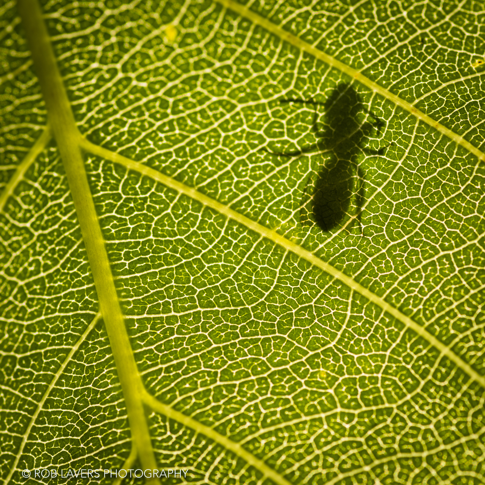 Bee on a backlit leaf