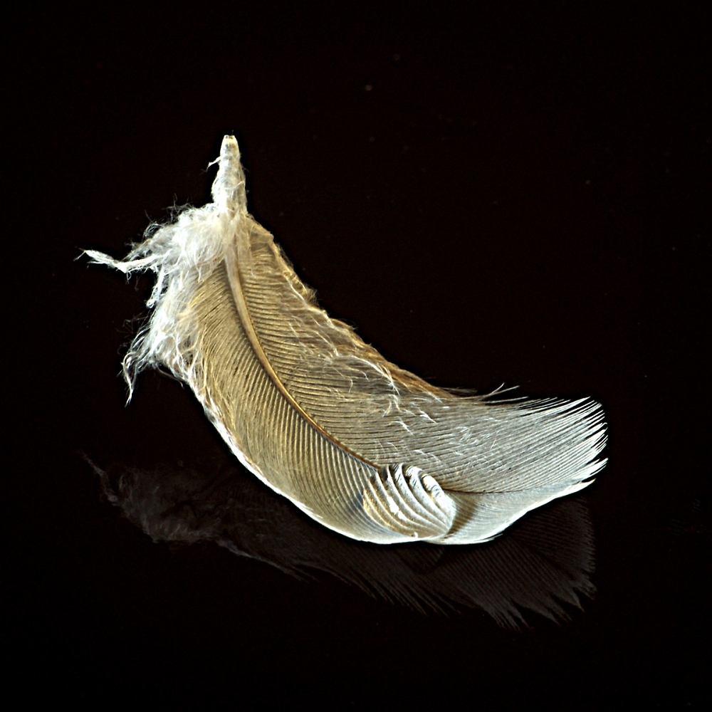 downy feather with water droplet