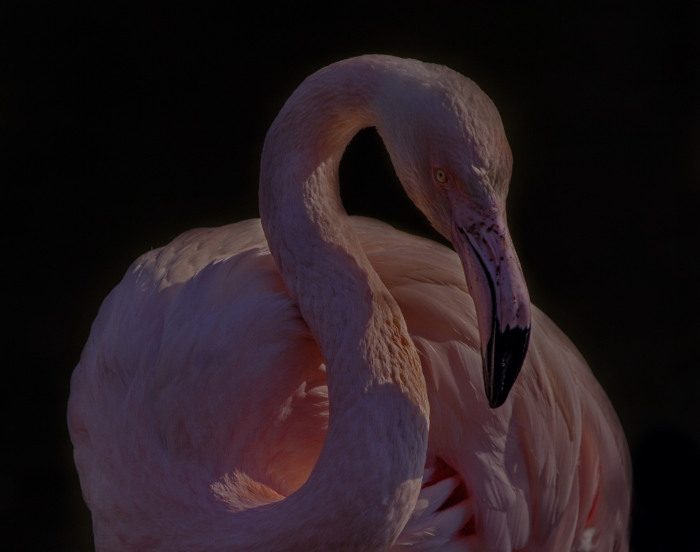 Flamingo @ Slimbridge