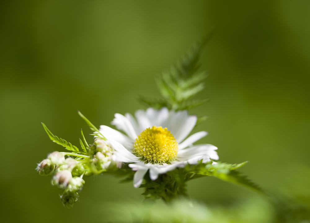 Pretty weeds