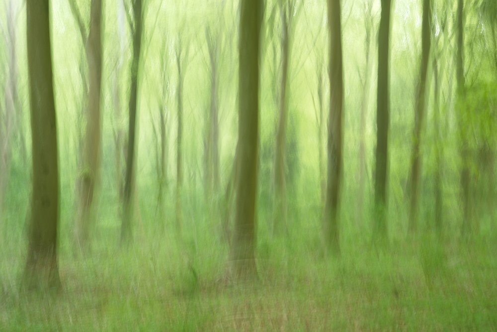 woodland
