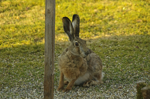 An early visitor