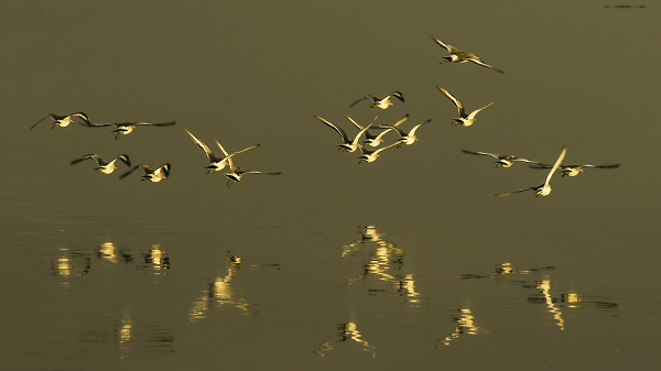 birds