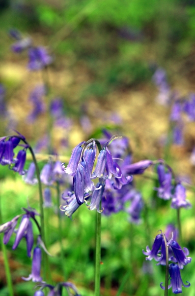 Bluebell time again
