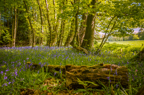 Bluebells Next to Field