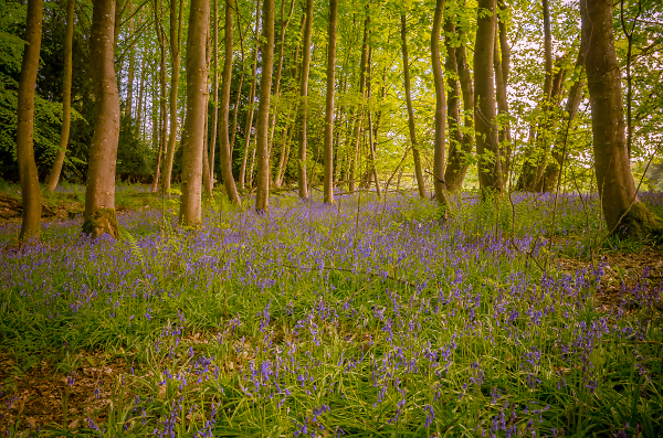 Bluebells