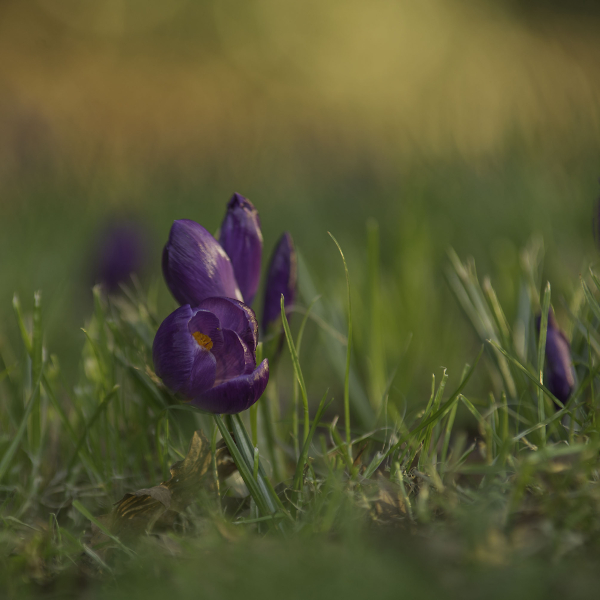 Crocus
