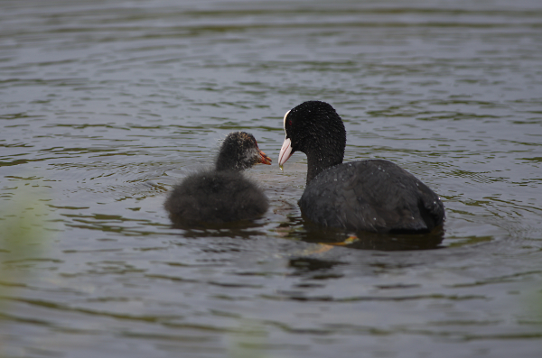 Cute coots