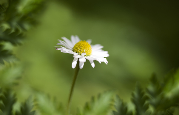 Daisy