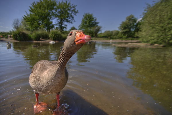 Goose @ Slimbridge