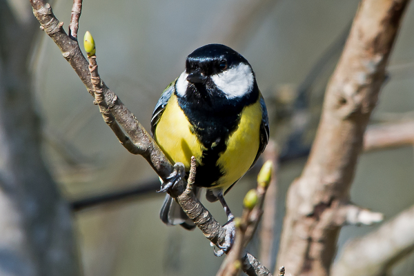 Great Tit