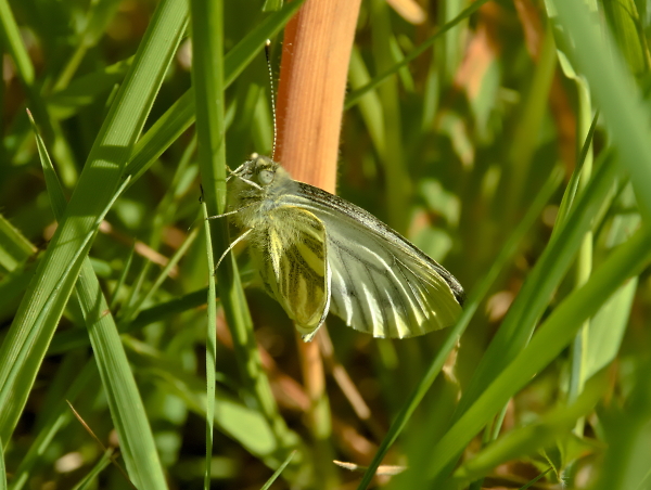 Green Veined White.
