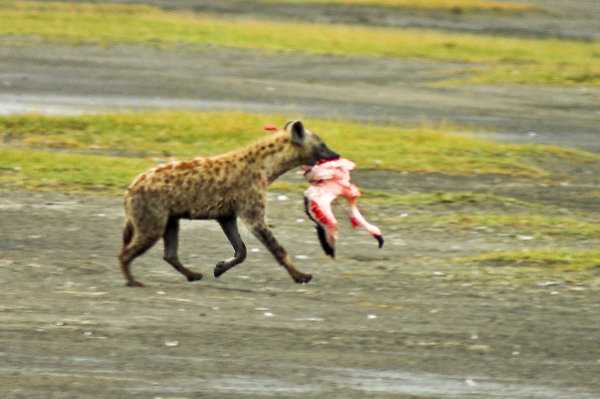 Hyena caught a flamingo.